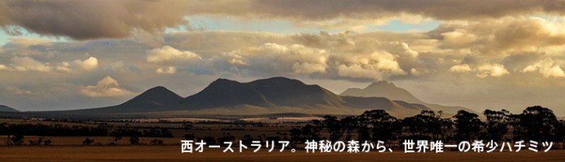 �v���~�A���I�[�K�j�b�N�W�����n�j�[���T�C�g